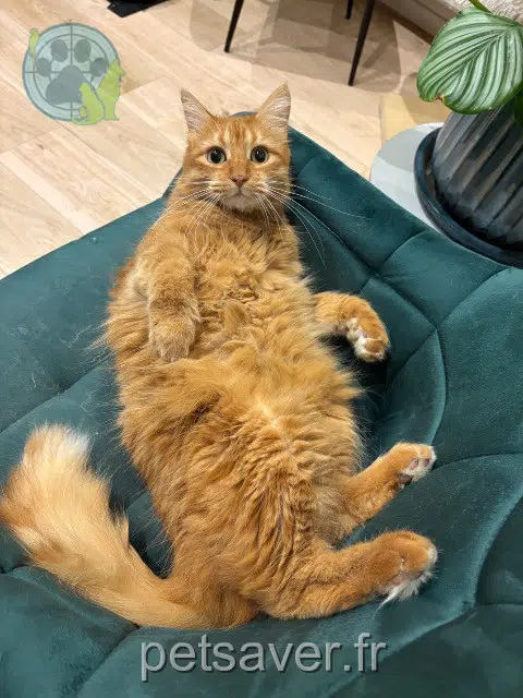 cat lost 71390 Marcilly-lès-Buxy Tigrou