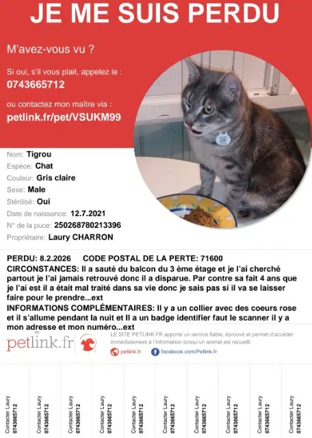 chat lost   71600 Paray-le-Monial Tigrou