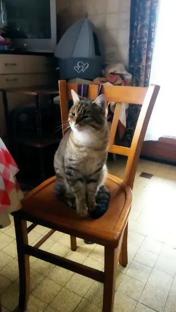 chat lost   71350 Verdun-Ciel Minou