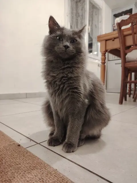 chat lost   71330 Saint-Germain-du-Bois Voodoo