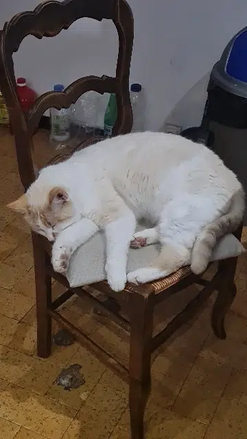 chat lost   71170 Anglure-sous-Dun White