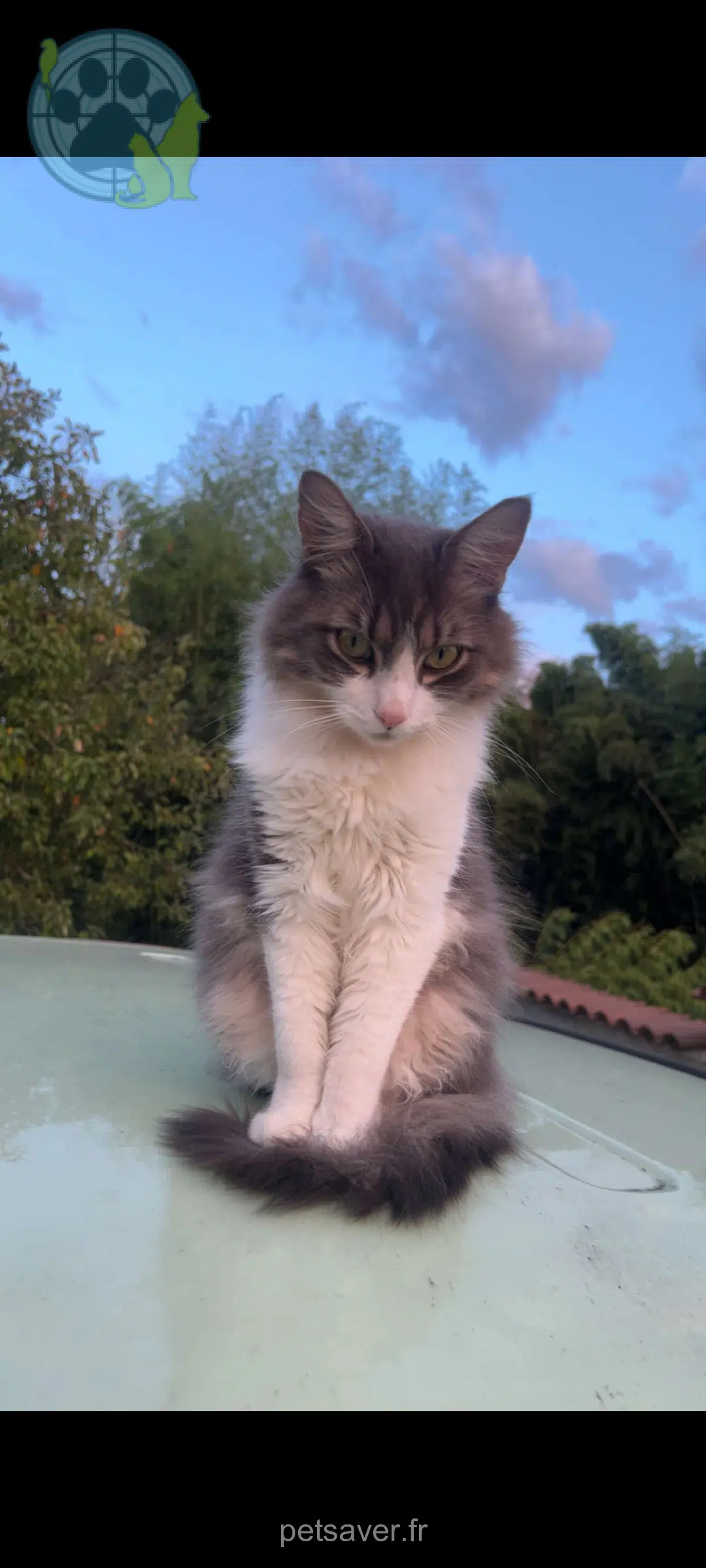 chat lost   71290 Simandre Youki