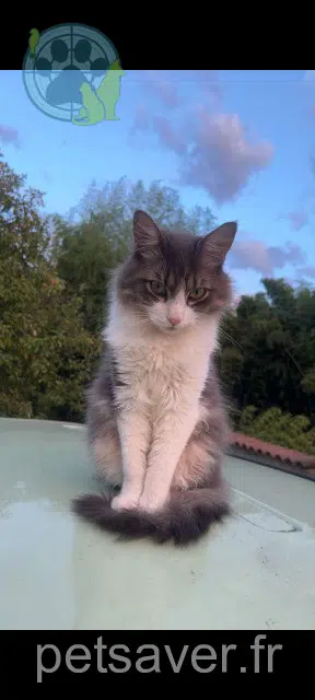 chat lost   71290 Simandre Youki