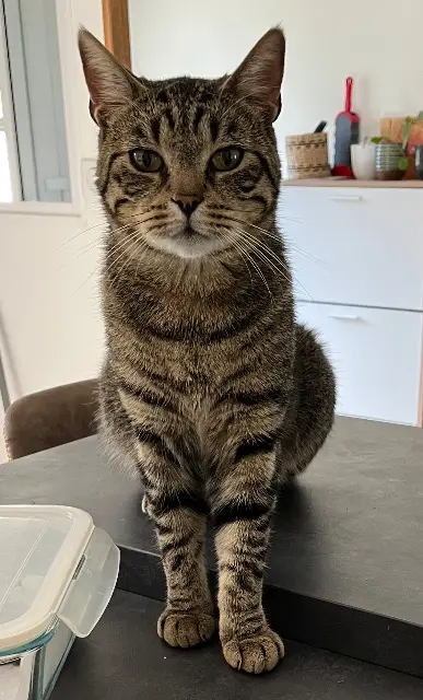 chat lost   72220 Saint-Mars-d'Outillé Anakine