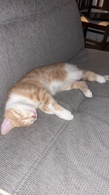 chat lost   72130 Fresnay-sur-Sarthe Atlan