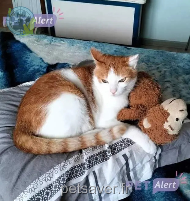 Chat Perdu 72 Sarthe - Benjy Chat Perdu 72 Sarthe - Benjy