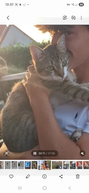 chat lost   72240 Bernay-Neuvy-en-Champagne Cookie