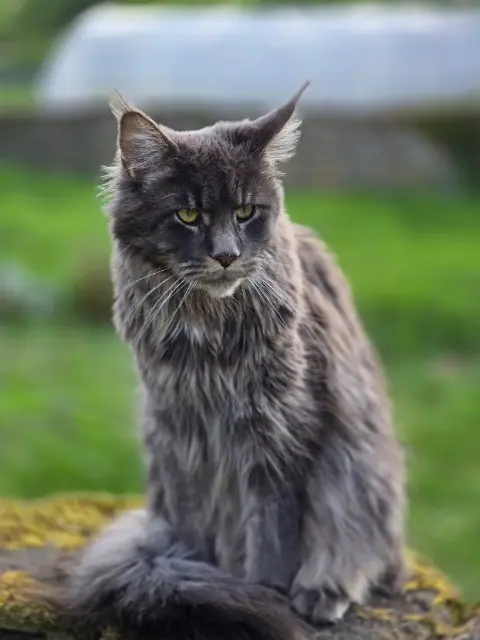 chat lost   72450 Montfort-le-Gesnois BIGGIE