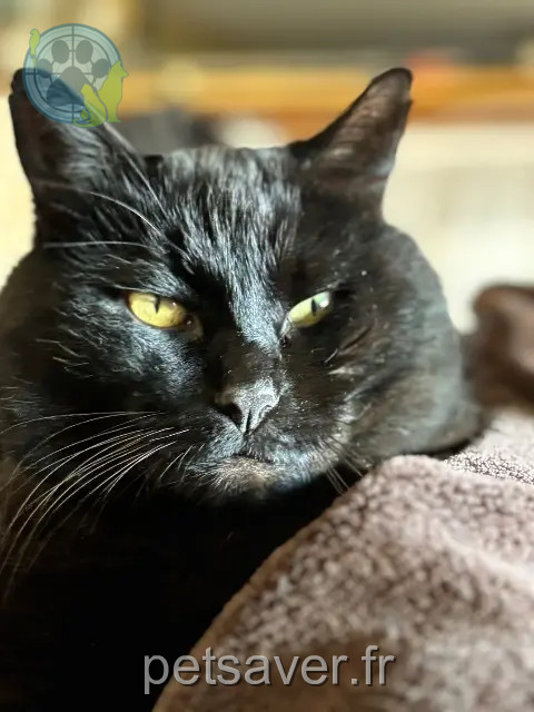 gatto perso 72460 Savigné-l'Évêque Bil gatto lost 72460 Savigné-l'Évêque Bil