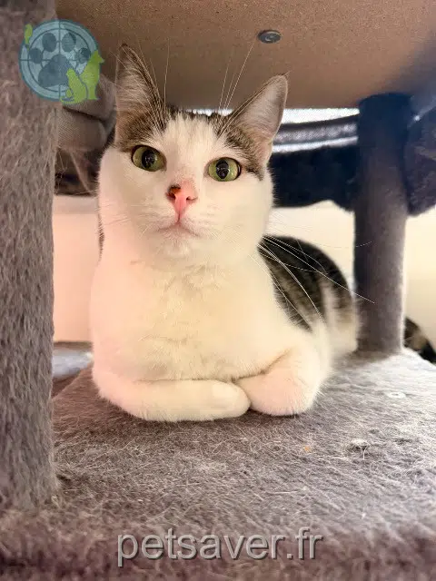 chat lost   72650 La Milesse Botruc