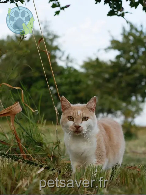 cat lost 72500 Lavernat Chachou cat lost 72500 Lavernat Chachou