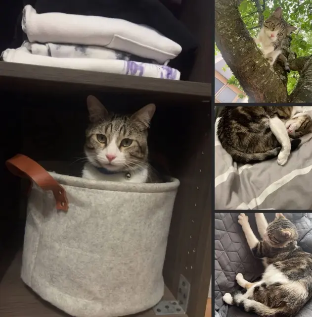 chat lost   72400 Cherré-Au Kawa