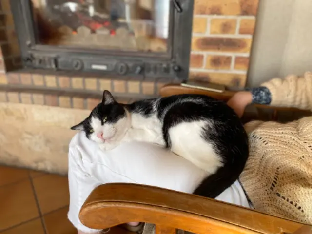 chat lost   72800 Thorée-les-Pins Eliott