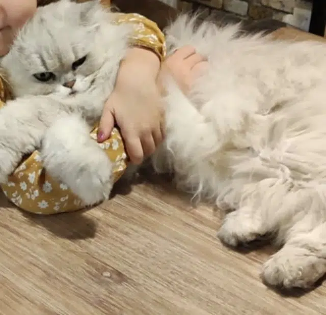 chat lost   72700 Allonnes Flocon