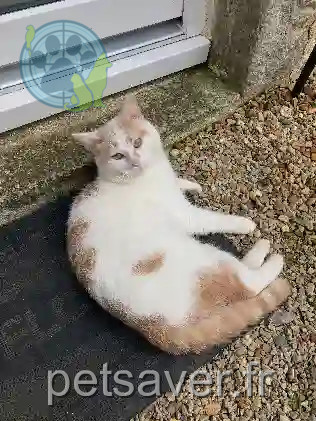 Chat Perdu 72 Sarthe - Froufrou Chat Perdu 72 Sarthe - Froufrou