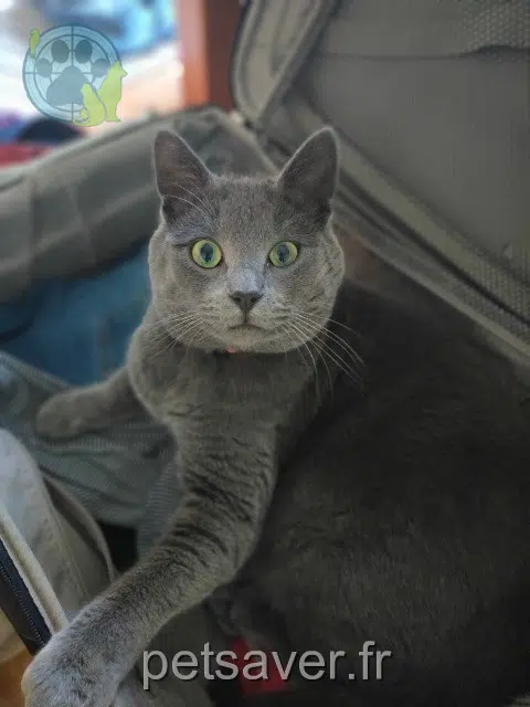 kater lost   72190 Neuville-sur-Sarthe Gaston