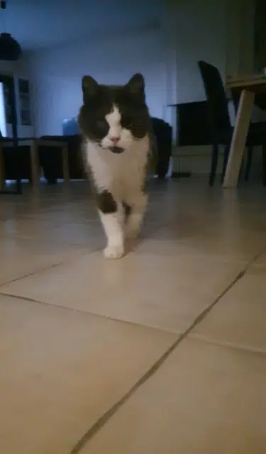 chat lost   72210 La Suze-sur-Sarthe Gribouille