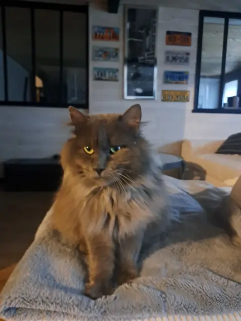 chat lost   72560 Changé Grisouille