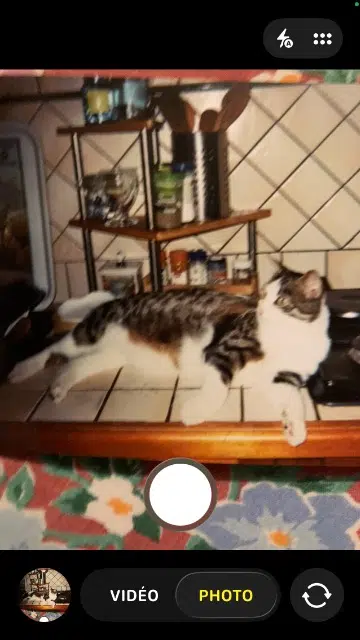 chat lost   72220 Écommoy King