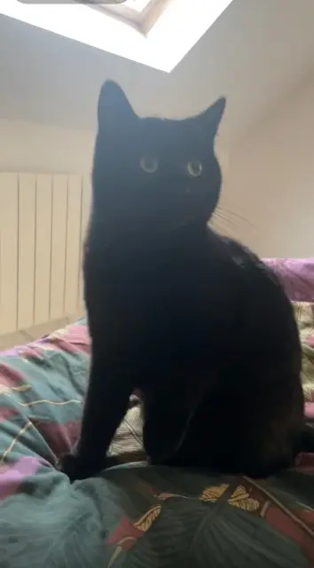 chat lost   72220 Laigné-Saint-Gervais Mcqueen