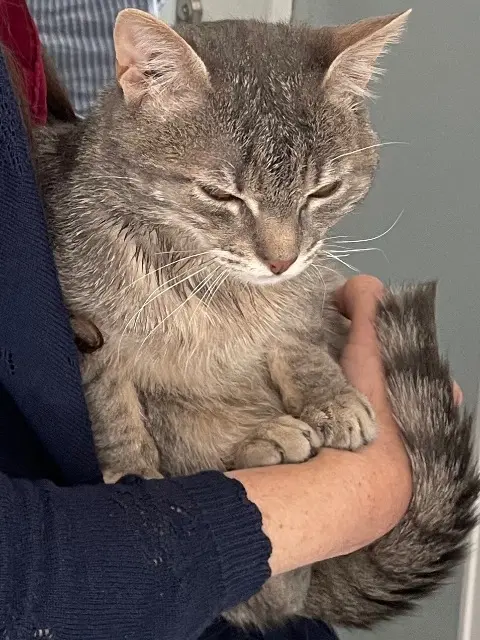 chat lost    Le Mans Gypsi