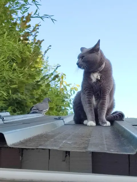 chat lost    Le Mans Krevet