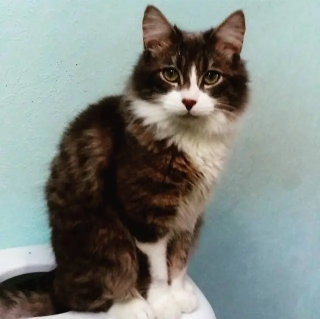 chat lost    Le Mans Mojito
