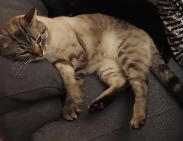 chat lost    Le Mans Simba
