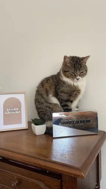 chat lost    Le Mans Sohan