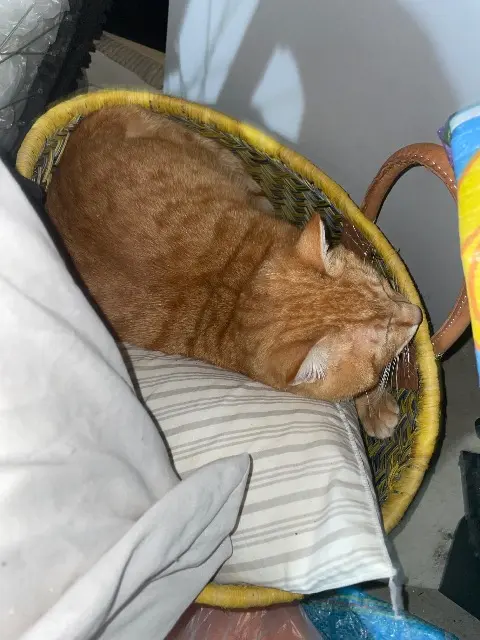chat lost    Le Mans Sunna