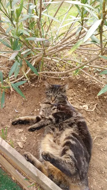 chat lost    Le Mans tini