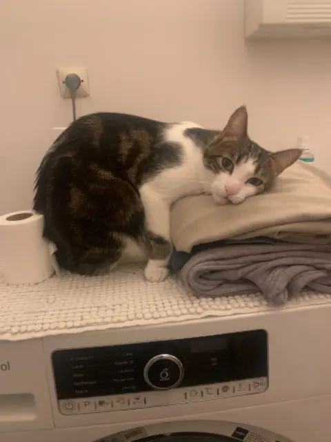 chat lost    Le Mans Tommy
