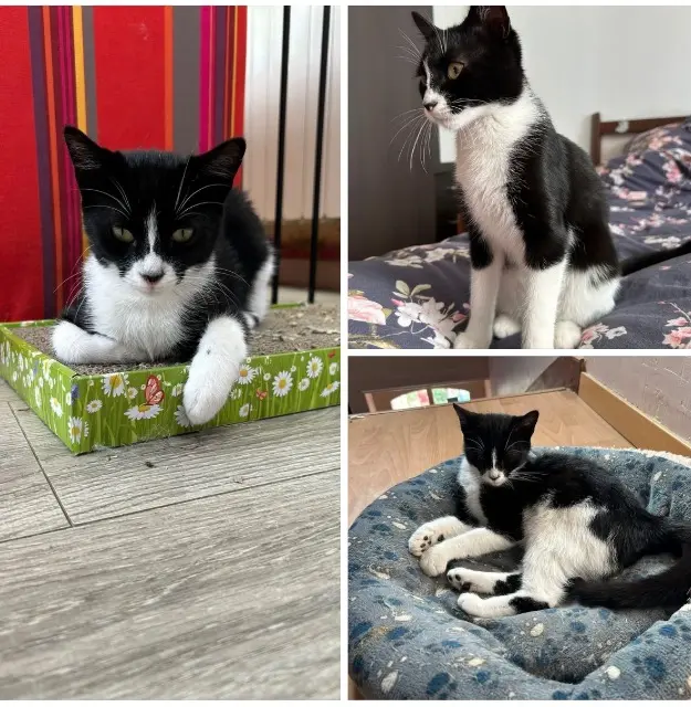 chat lost    Le Mans Violette