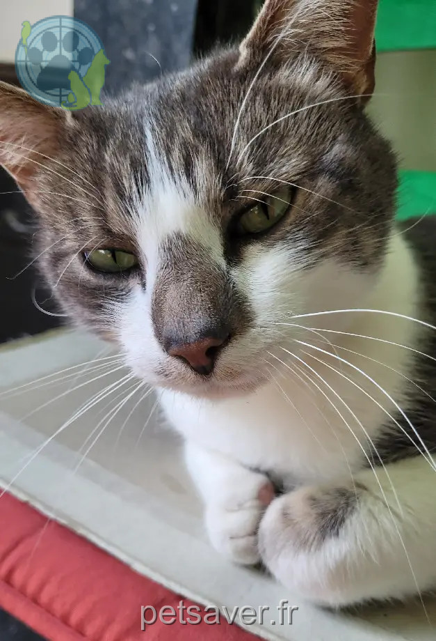 Chat Perdu 72 Sarthe Le Mans Chat Perdu 72 Sarthe Le Mans