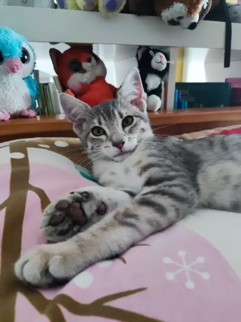 chat lost    Le Mans Atlas