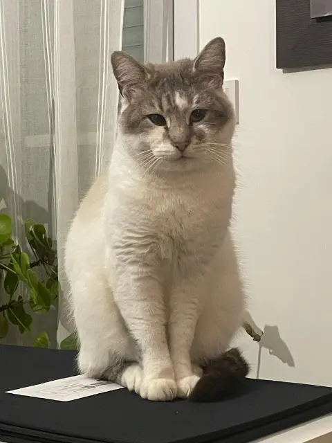 chat lost    Le Mans Coco