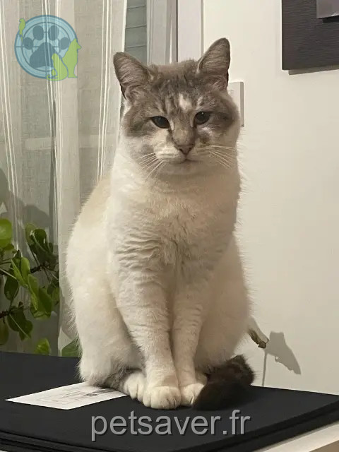 Kater vermisst Le Mans Coco Kater lost Le Mans Coco