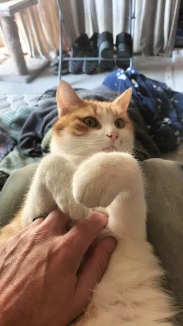 chat lost    Le Mans Furie