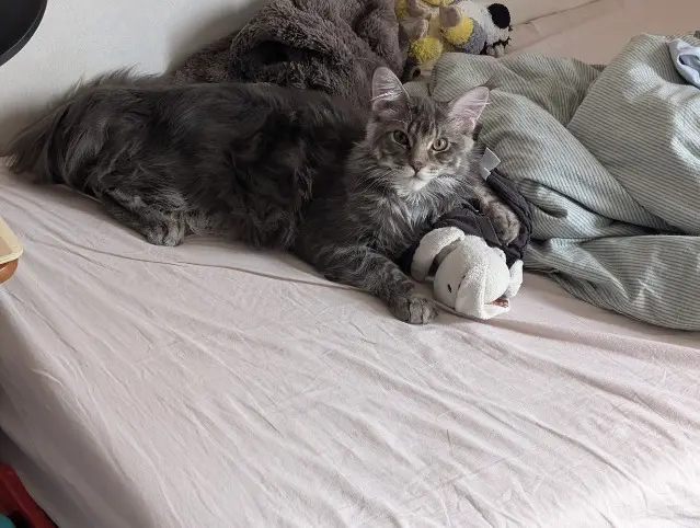 chat lost    Le Mans Lupin