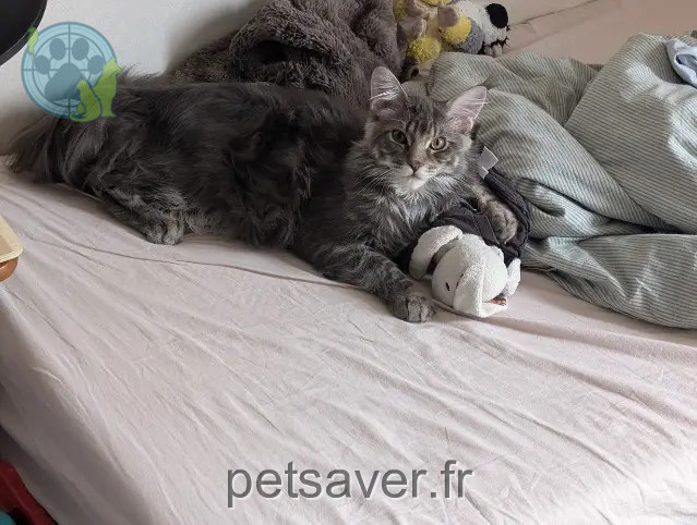 gatto perso Le Mans Lupin gatto lost Le Mans Lupin