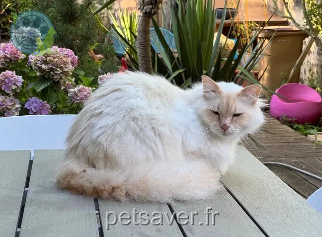 gatto perso Le Mans Marou gatto lost Le Mans Marou
