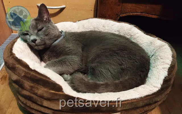 chat lost    Le Mans Meteor