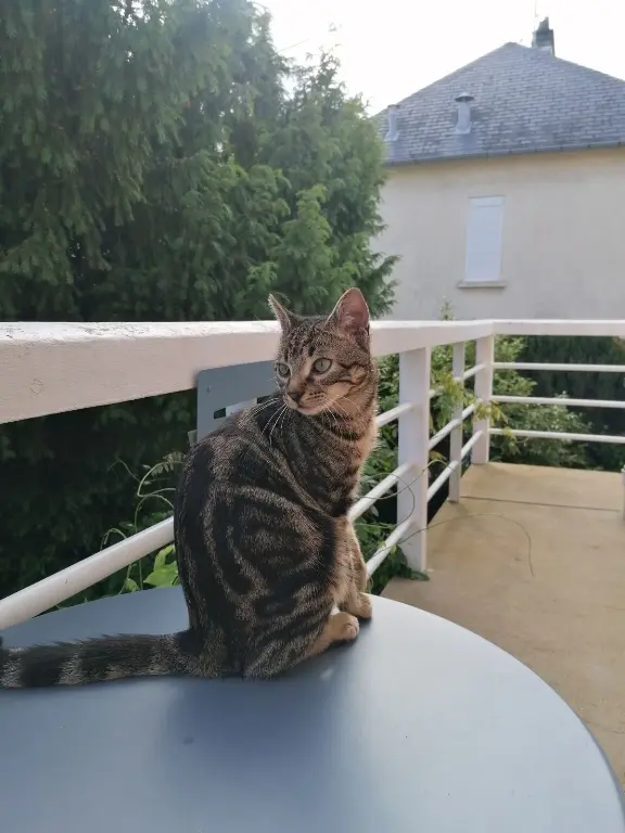 Chat Perdu 72 Sarthe Le Mans - Mignon Chat Perdu 72 Sarthe Le Mans - Mignon
