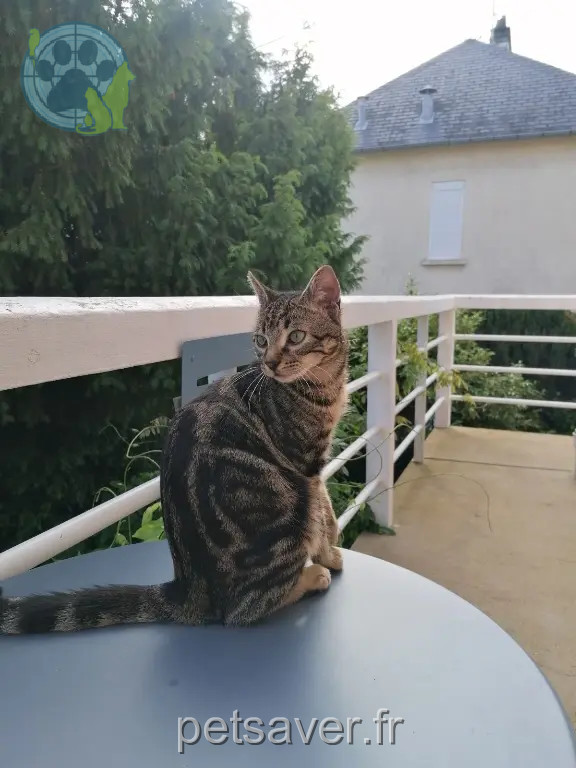 Chat Perdu 72 Sarthe Le Mans - Mignon Chat Perdu 72 Sarthe Le Mans - Mignon
