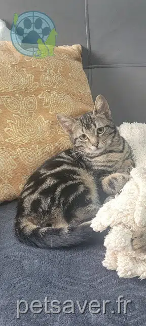 chat lost    Le Mans Milo