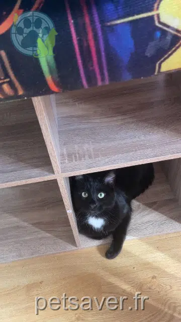 chat lost    Le Mans Miniminou