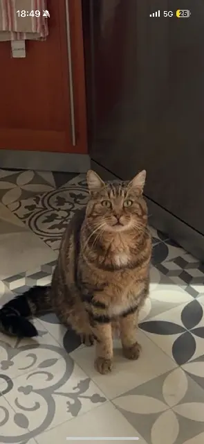 chat lost    Le Mans Mowgli