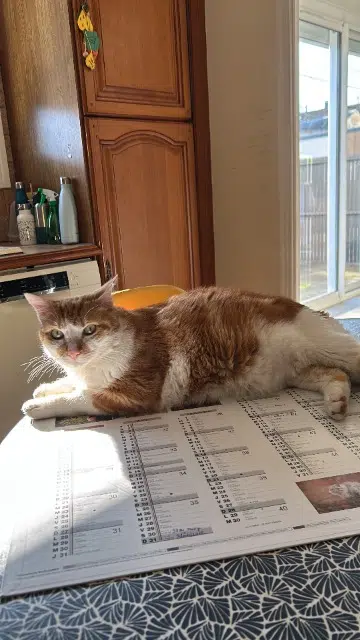 chat lost    Le Mans Mystere