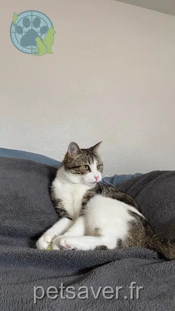 chat lost    Le Mans Oups