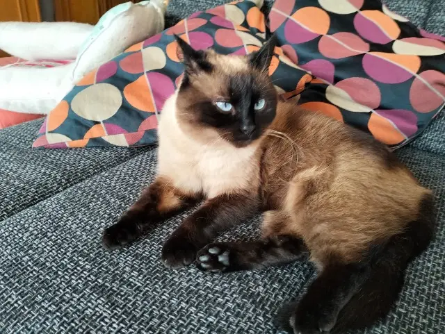 chat lost    Le Mans Pepito